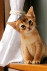 Picture of Abyssinian kitten sitting on a window sill