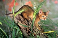 Picture of abyssinian kitten sitting on a log