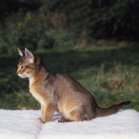 Picture of abyssinian kitten sitting on blanket