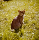 Picture of abyssinian kitten, sitting on grass