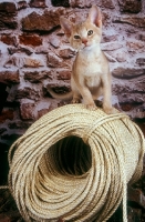 Picture of Abyssinian kitten sitting on ropes