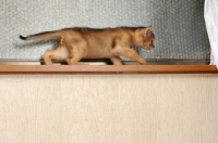 Picture of Abyssinian kitten walking on a window sill