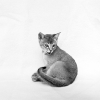 Picture of abyssinian kitten