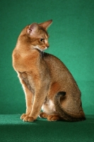 Picture of Abyssinian looking aside
