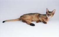Picture of abyssinian lying down