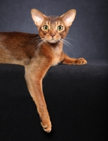 Picture of Abyssinian lying on black background