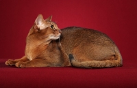 Picture of Abyssinian lying on red background