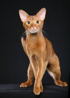Picture of Abyssinian on black background