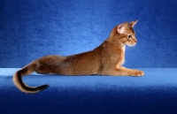 Picture of Abyssinian on blue background