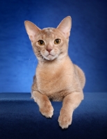 Picture of Abyssinian on blue background