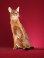 Picture of Abyssinian on red background