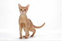Picture of Abyssinian on white background