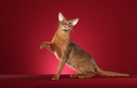 Picture of Abyssinian, one leg up
