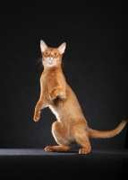 Picture of Abyssinian rearing up