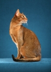Picture of Abyssinian Ruddy Male sitting to left looking right, elegant, tail curled, against teal colored background
