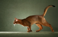 Picture of Abyssinian running to left, tail up, head in profile, only one foot on the ground