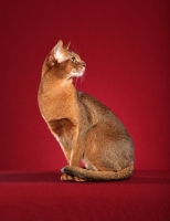 Picture of Abyssinian sitting down on a red background