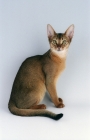Picture of abyssinian sitting in studio