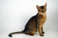 Picture of abyssinian sitting on white background
