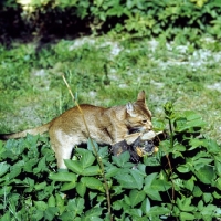 Picture of abyssinian sniffing at leaves