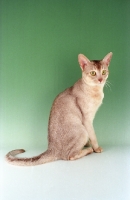 Picture of Abyssinian, sorrel silver colour