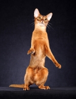 Picture of Abyssinian standing up