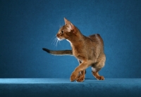Picture of Abyssinian turning on blue background