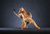 Picture of Abyssinian turning