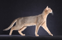 Picture of Abyssinian walking on dark blue background, side view
