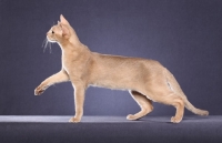 Picture of Abyssinian walking, profile