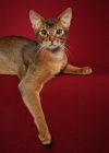 Picture of Abyssinian young male looking at camera, medium closeup with arm over edge.