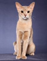 Picture of Abyssinian