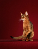 Picture of Abyssinian