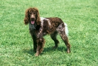 Picture of acume de la verderie du quesney, pont audemer spaniel,  