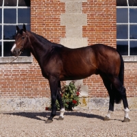 Picture of adagio, french saddle horse side view
