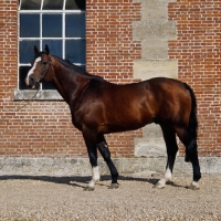 Picture of adagio, french saddle horse