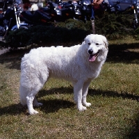 Picture of adler von der burg rode,  slovakian sheepdog on lead