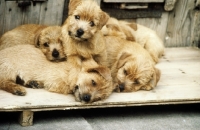 Picture of adorable norfolk puppies from nanfan kennels