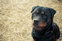 Picture of Adorable Rottweiler posing for a treat