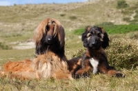 Picture of adult Afghan Hound with puppy