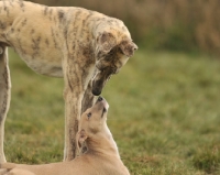 Picture of adult and baby Lurcher dog sniffing noses
