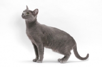 Picture of adult female Korat standing