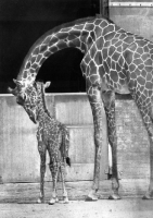Picture of adult giraffe with baby