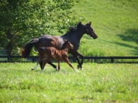 Picture of adult horse running with young horse in field