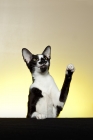 Picture of adult Oriental Shorthait cat playing, one paw in the air