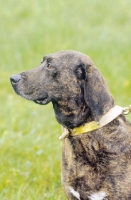 Picture of Adult Plott Hound