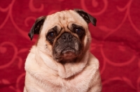 Picture of adult Pug