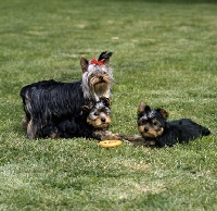 Picture of adult yorkie with two pups