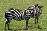 Picture of adult zebra with younger zebra in Kenya, africa