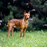 Picture of adzi z keltske hory cs, alert pinscher with cropped ears